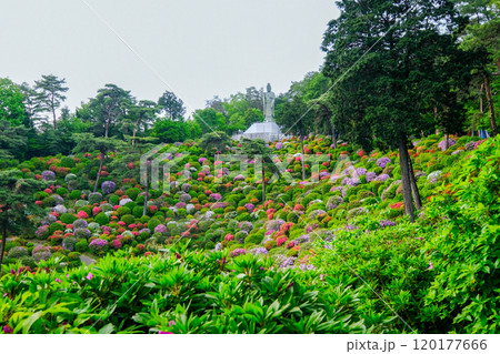 東京都　青梅市　春　塩船観音寺　 120177666