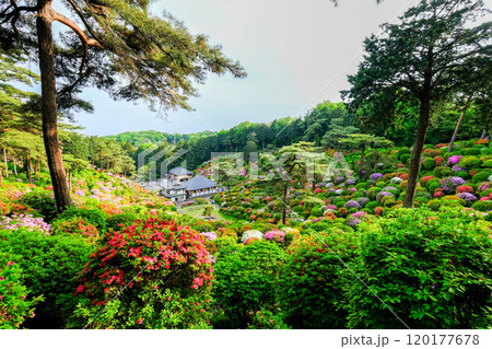 東京都　青梅市　春　塩船観音寺　 120177678