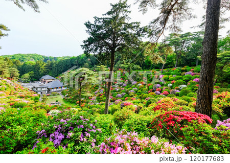 東京都　青梅市　春　塩船観音寺　 120177683