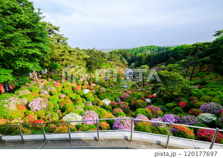 東京都　青梅市　春　塩船観音寺　 120177697