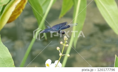 チョウトンボ チョウトンボ 120177796