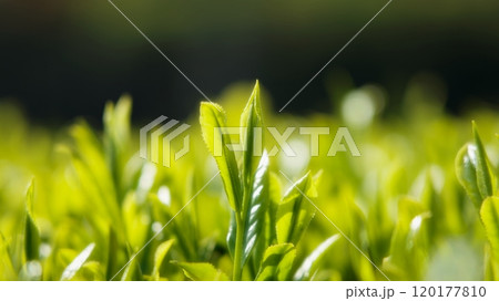 新茶の季節 120177810