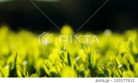 新茶の茶葉(緑茶) 新茶の茶葉(緑茶) 120177812