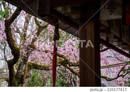 水火天満宮の紅枝垂れ桜 水火天満宮の紅枝垂れ桜 120177817