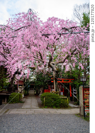 水火天満宮の紅枝垂れ桜 120177820