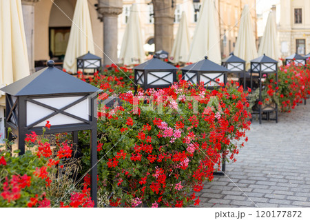 Beautiful red hybrid ivy-leaf geranium flowers Pelargonium peltatum on flowerbed. Terrace with flowers in pots. Decorative street lamps decorating a summer terrace Beautiful red hybrid ivy-leaf geranium flowers Pelargonium peltatum on flowerbed. Terrace with flowers in pots. Decorative street lamps decorating a summer terrace 120177872