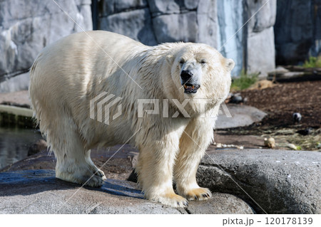 A large polar bear stands on rocks A large polar bear stands on rocks 120178139