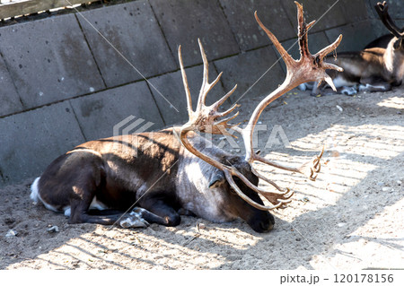 Beautiful horned deer. Animal protection Beautiful horned deer. Animal protection 120178156