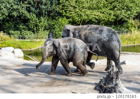 The elephant and her baby elephant are walking together The elephant and her baby elephant are walking together 120178163