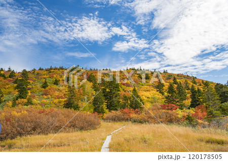 秋の八甲田 紅葉の毛無岱 秋の八甲田 紅葉の毛無岱 120178505