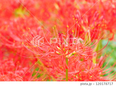 家の周りの草花 四季の色々 燃える様な朱色 田んぼの畔を美しく染める 美しく陽炎な花 彼岸花 家の周りの草花 四季の色々 燃える様な朱色 田んぼの畔を美しく染める 美しく陽炎な花 彼岸花 120178717