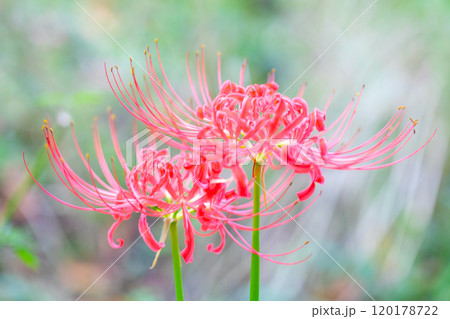 家の周りの草花 四季の色々 燃える様な朱色 田んぼの畔を美しく染める 美しく陽炎な花 彼岸花 家の周りの草花 四季の色々 燃える様な朱色 田んぼの畔を美しく染める 美しく陽炎な花 彼岸花 120178722