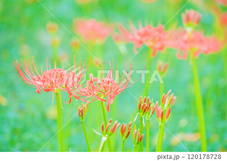 家の周りの草花　四季の色々　燃える様な朱色　田んぼの畔を美しく染める　美しく陽炎な花　彼岸花 120178728