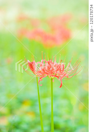家の周りの草花 四季の色々 燃える様な朱色 田んぼの畔を美しく染める 美しく陽炎な花 彼岸花 家の周りの草花 四季の色々 燃える様な朱色 田んぼの畔を美しく染める 美しく陽炎な花 彼岸花 120178734