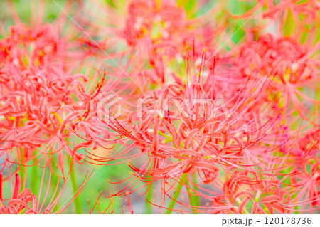 家の周りの草花 四季の色々 燃える様な朱色 田んぼの畔を美しく染める 美しく陽炎な花 彼岸花 家の周りの草花 四季の色々 燃える様な朱色 田んぼの畔を美しく染める 美しく陽炎な花 彼岸花 120178736