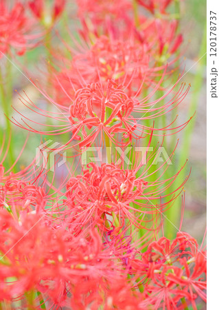 家の周りの草花 四季の色々 燃える様な朱色 田んぼの畔を美しく染める 美しく陽炎な花 彼岸花 家の周りの草花 四季の色々 燃える様な朱色 田んぼの畔を美しく染める 美しく陽炎な花 彼岸花 120178737