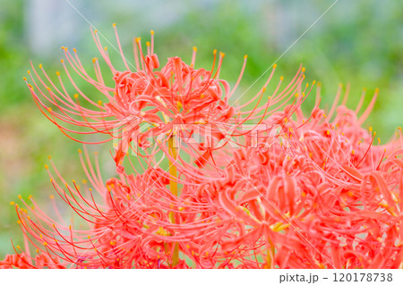 家の周りの草花 四季の色々 燃える様な朱色 田んぼの畔を美しく染める 美しく陽炎な花 彼岸花 家の周りの草花 四季の色々 燃える様な朱色 田んぼの畔を美しく染める 美しく陽炎な花 彼岸花 120178738