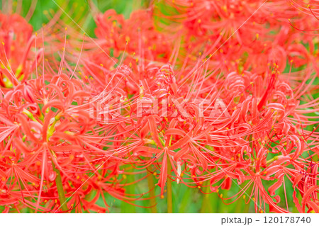 家の周りの草花　四季の色々　燃える様な朱色　田んぼの畔を美しく染める　美しく陽炎な花　彼岸花 120178740