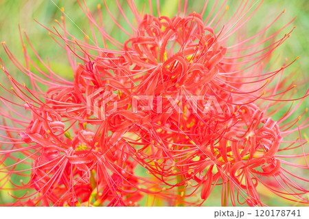 家の周りの草花　四季の色々　燃える様な朱色　田んぼの畔を美しく染める　美しく陽炎な花　彼岸花 120178741