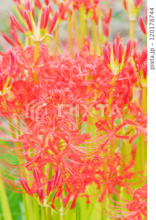 家の周りの草花　四季の色々　燃える様な朱色　田んぼの畔を美しく染める　美しく陽炎な花　彼岸花 120178744