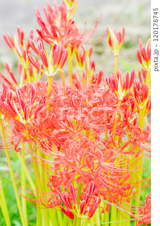 家の周りの草花 四季の色々 燃える様な朱色 田んぼの畔を美しく染める 美しく陽炎な花 彼岸花 家の周りの草花 四季の色々 燃える様な朱色 田んぼの畔を美しく染める 美しく陽炎な花 彼岸花 120178745