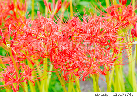 家の周りの草花 四季の色々 燃える様な朱色 田んぼの畔を美しく染める 美しく陽炎な花 彼岸花 家の周りの草花 四季の色々 燃える様な朱色 田んぼの畔を美しく染める 美しく陽炎な花 彼岸花 120178746
