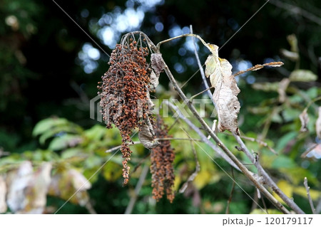成熟したヌルデの実 120179117