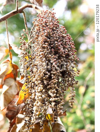 成熟したヌルデの実 120179238