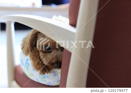 リゾートホテルでくつろぐトイプードル 120179477