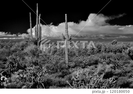 Sonora Desert Arizona in Infrared Sonora Desert Arizona in Infrared 120180050