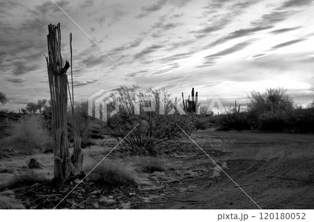 Sonora Desert Arizona in Infrared Sonora Desert Arizona in Infrared 120180052