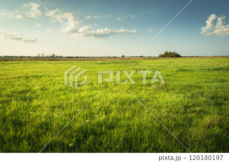 Green meadow with blue sky, summer view 120180197