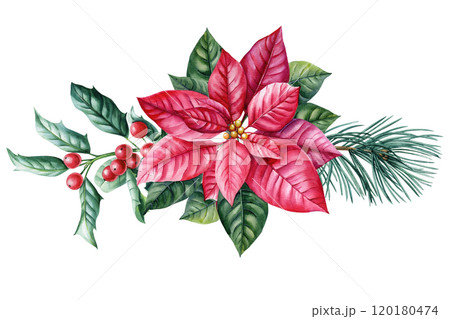 Watercolor Christmas arrangement, flower and holly berries. Festive holiday decoration, winter botanical illustration 120180474