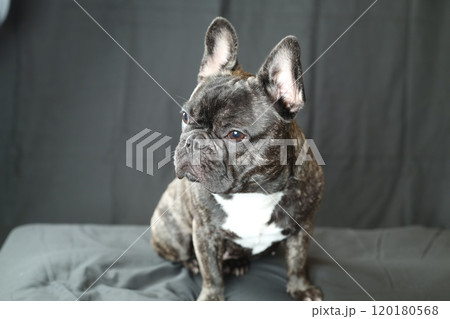 フレンチブルドッグ フレンチブルドッグ 120180568