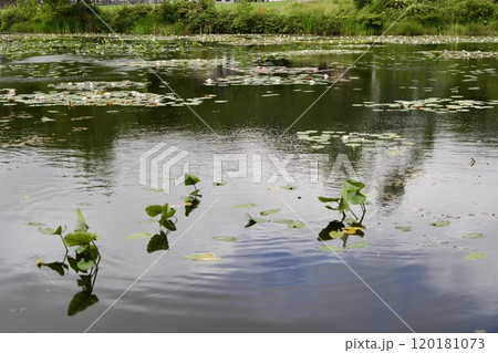 志賀高原の蓮池の波紋 120181073
