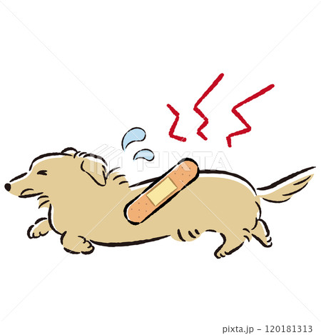 怪我をして困った表情の犬のイラスト 120181313