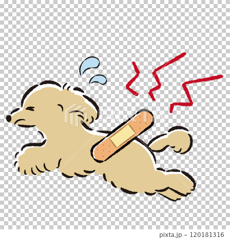 怪我をして困った表情の犬のイラスト 120181316