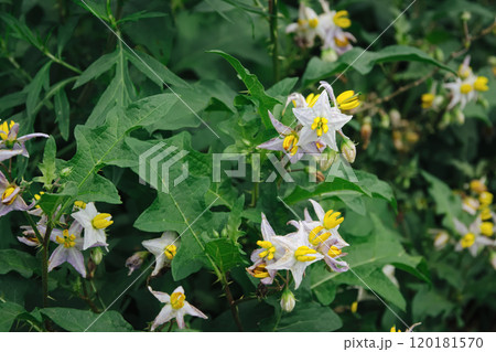 ワルナスビ ワルナスビ 120181570