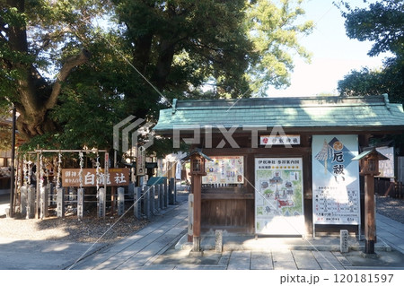 伊奴神社内白龍社の御神木と案内図 120181597