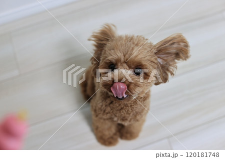 自分の鼻をぺろっと舐めているトイ・プードル 120181748