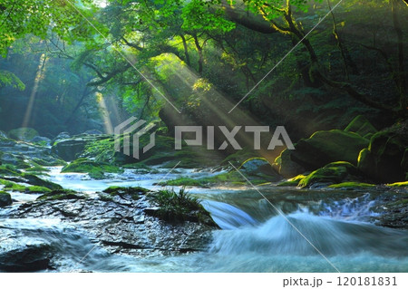 美しい光芒の出る菊池渓谷(菊池市) 美しい光芒の出る菊池渓谷(菊池市) 120181831