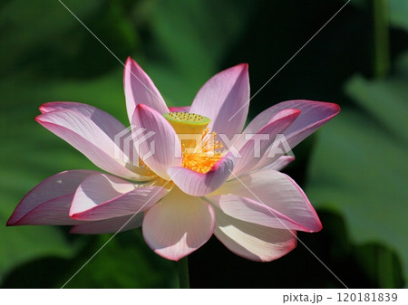 満開のハスの花 満開のハスの花 120181839