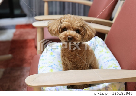 クッションの上でくつろぐトイ・プードル 120181949