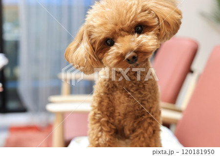 飼い主に注目しているトイ・プードル 飼い主に注目しているトイ・プードル 120181950