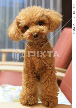 飼い主に注目しているトイ・プードル 120181983