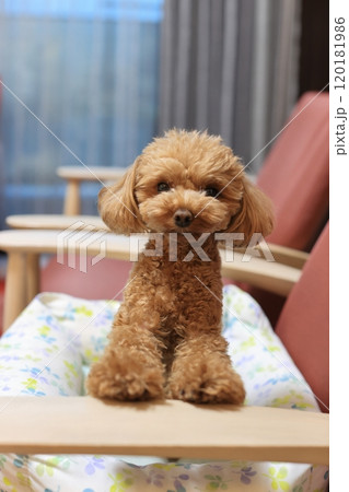 飼い主に注目しているトイ・プードル 120181986