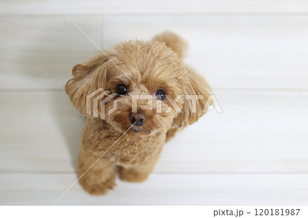 お座りをするトイプードル 120181987