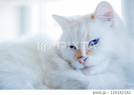 A fluffy white cat with striking blue eyes is peacefully laying down on a bed A fluffy white cat with striking blue eyes is peacefully laying down on a bed 120182182