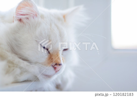 A beautiful white cat with striking blue eyes is looking directly at the camera A beautiful white cat with striking blue eyes is looking directly at the camera 120182183