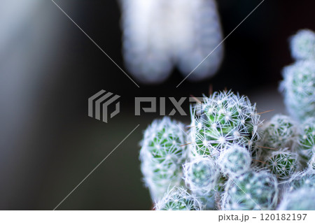 A detailed closeup image of a collection of small cactus plants 120182197
